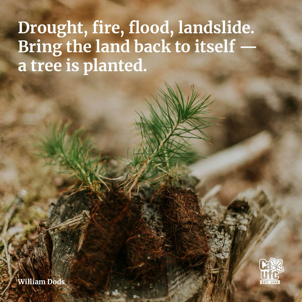 caufc's tweet photo. This haiku is from William Dods.
Drought, fire, flood, landslide.
Bring the land back to itself β
a tree is planted.
#treehaiku #naturehaiku #citytrees #urbantrees #treesareessential https://t.co/FCIjYwQkbJ