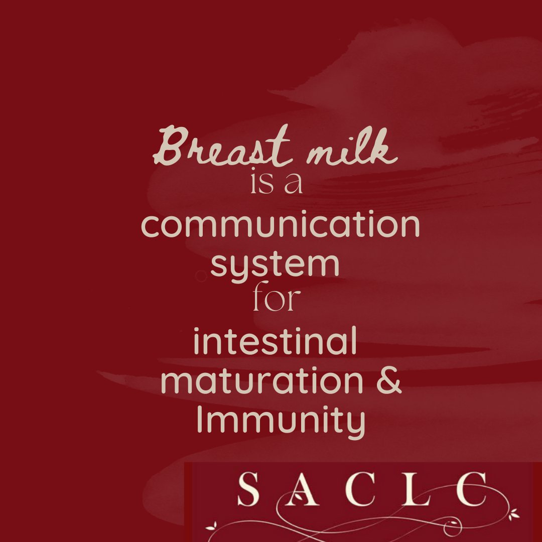 SACLC1's tweet photo. Breastmilk and Breast feeding is more than nutrition and bonding! Research is now finding that breastmilk has a complex communication system that causes intestinal maturation and immunity, by using exosomes. 
#StopNEC #Breastmilk #SACLC
#breastfeed #breastfeeding https://t.co/KqIb9P2Lu5