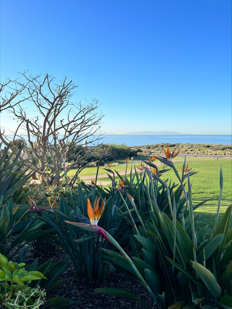 TRIExecutives's tweet photo. Can't think of a better way to kick off day 2 of #MPFDiamond than breakfast with an ocean view. 

@equilarinc #TRInstitute #TRIEvents https://t.co/VqBITy9GbI