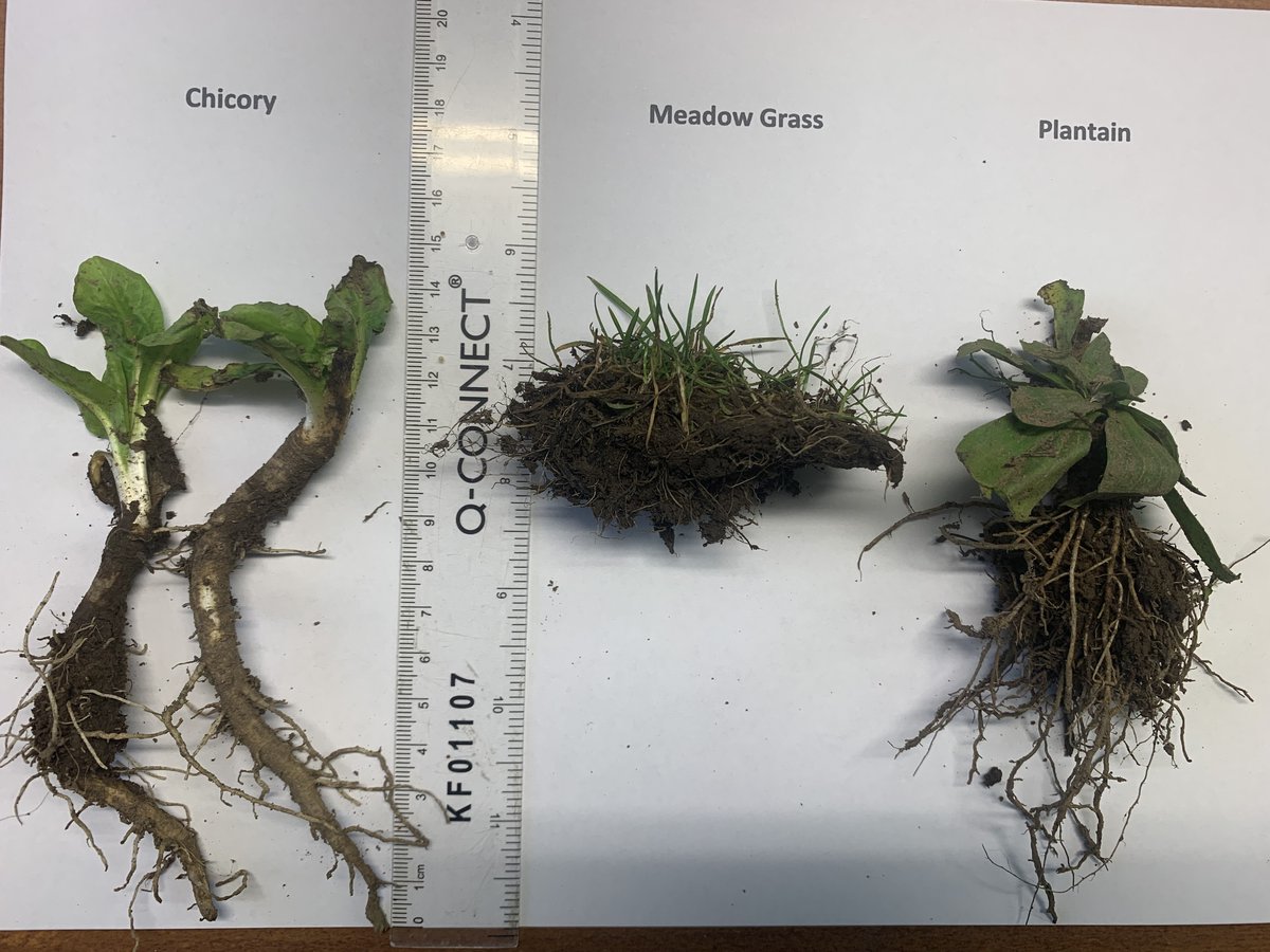 VESS testing to analysis the soil structure and the depth of the multi species sward and red clover roots #inishowenuplandseip #dafm #EIPagri