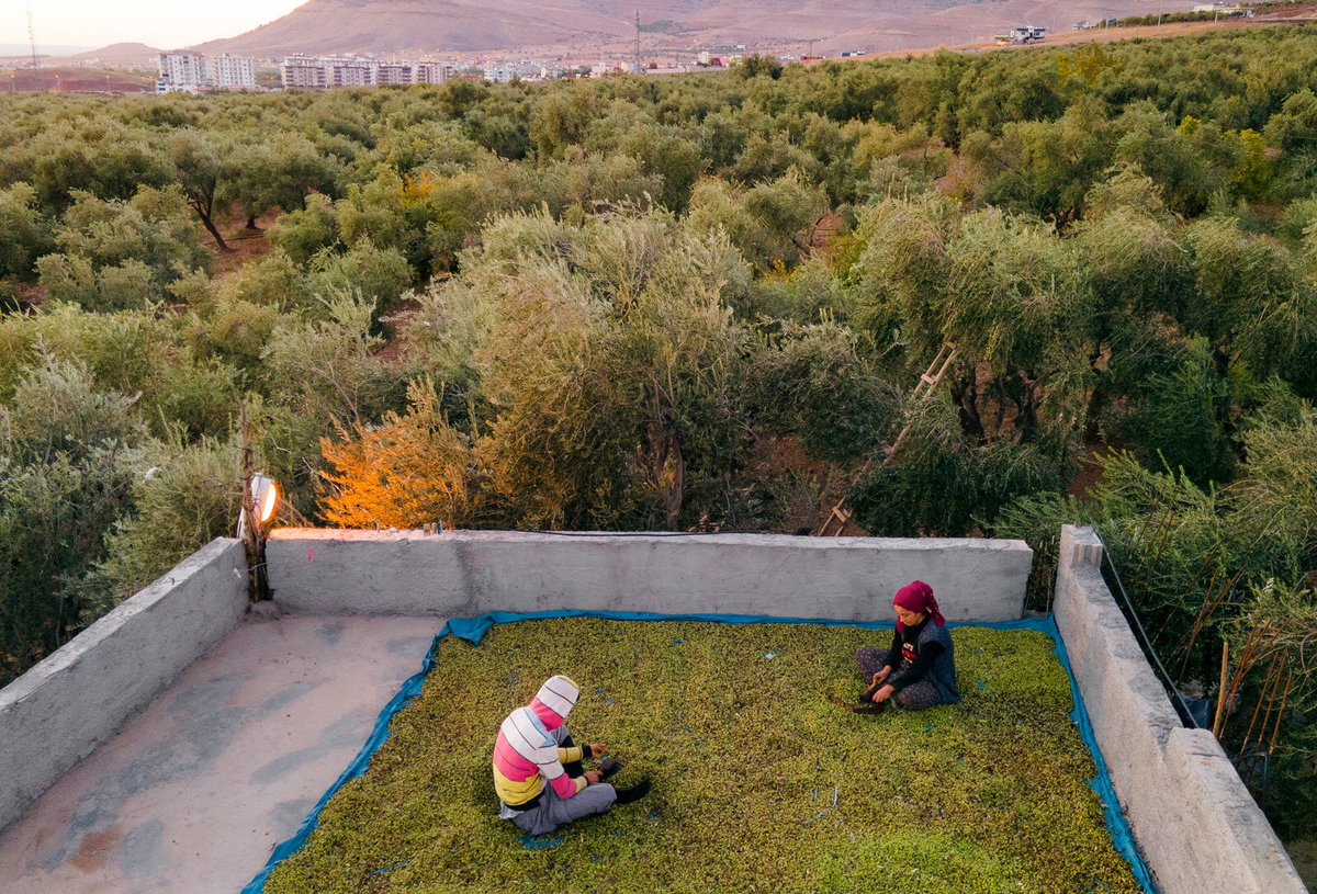 #DerikZeytinCalistayi