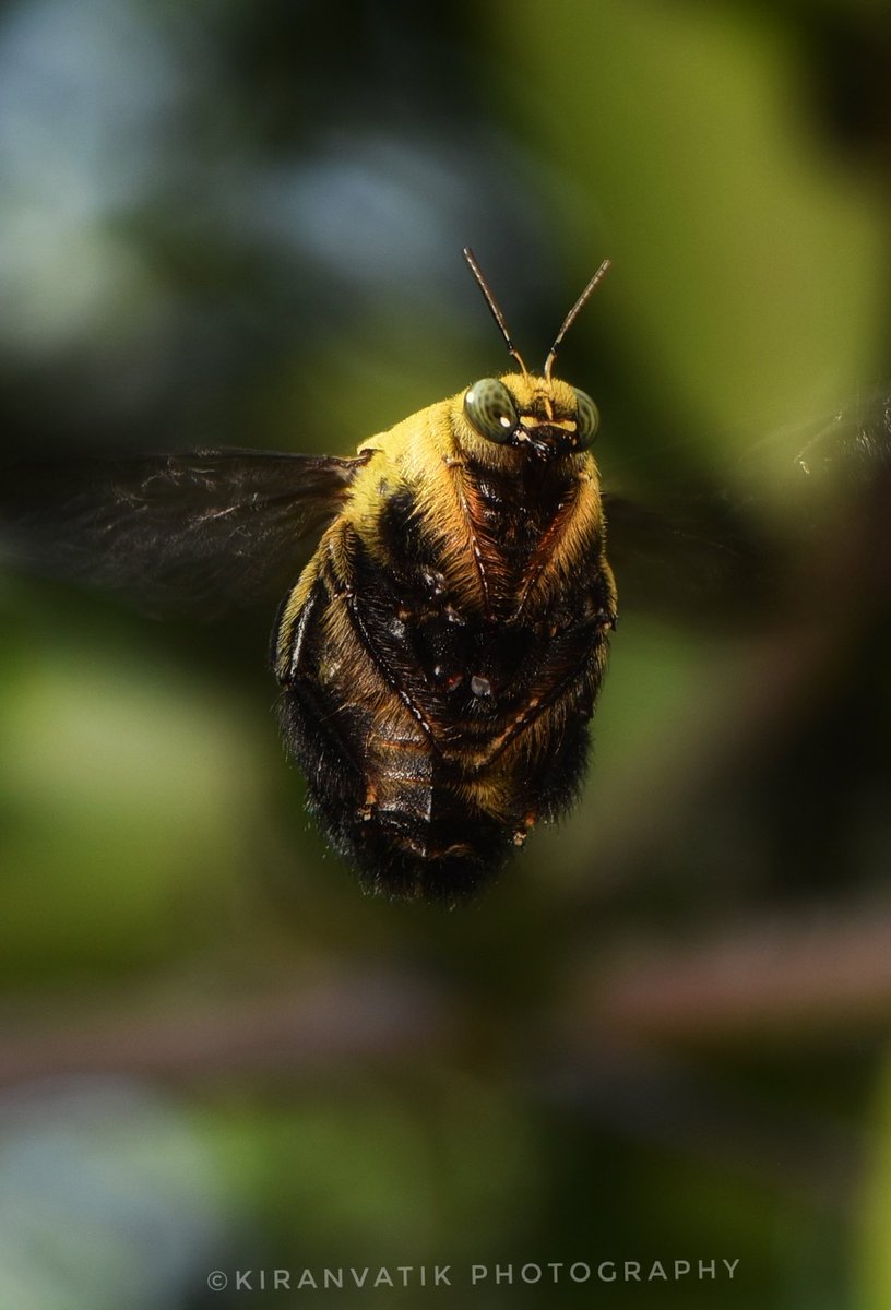 KiranVatiKMNG's tweet photo. Bee hovering

#BBCWildlifePOTD @WildlifeMag @BBCSpringwatch #iNaturalist
#natgeoyourshot  #nikon #nikonphotography #NikonD5600 #insect #NatGeoYourLens #insectweek #insectweek22 #littlethingsthatruntheworld @insectweek #NikonAsia #NifHive https://t.co/9H0kwLYT3E