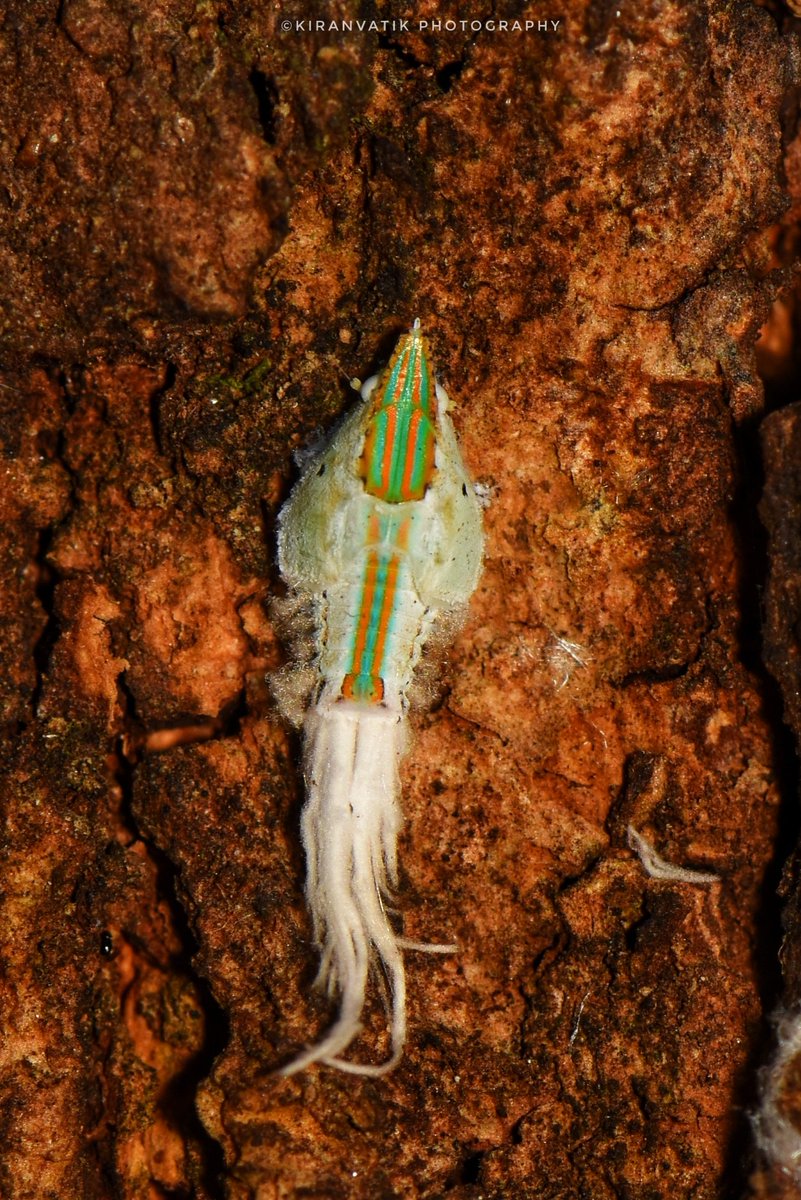 KiranVatiKMNG's tweet photo. Planthopper breaking out of the nymph shell.
#BBCWildlifePOTD @WildlifeMag @BBCSpringwatch #iNaturalist
#natgeoyourshot  #nikon #nikonphotography #NikonD5600 #insect #NatGeoYourLens #insectweek #insectweek22 #littlethingsthatruntheworld @insectweek #NikonAsia #NifHive https://t.co/UaaOw5RgCz