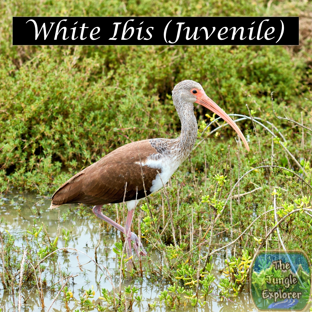 TheJungleExplo1's tweet photo. Happy Tuesday everyone.  Got some stormy weather out there guys.  Stay warm and stay safe. 

Bird of the Day! 

White Ibis (Juvenile)

#nature #naturephotography #wildlifephotography #birds #birdingphotography #birding #jungleexplorer #thejungleexplorer #Texas https://t.co/6gVpX4iTAm