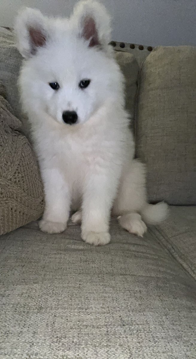 Mclainnee's tweet photo. The newest (and cutest) addition to the family: Lennox 🐾🐻 #samoyed https://t.co/KzvK5ovENS