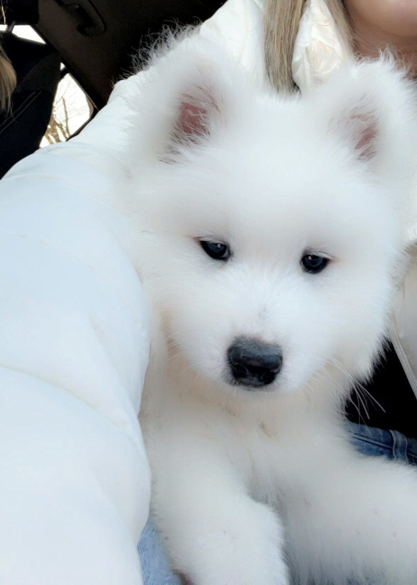 Mclainnee's tweet photo. The newest (and cutest) addition to the family: Lennox 🐾🐻 #samoyed https://t.co/KzvK5ovENS