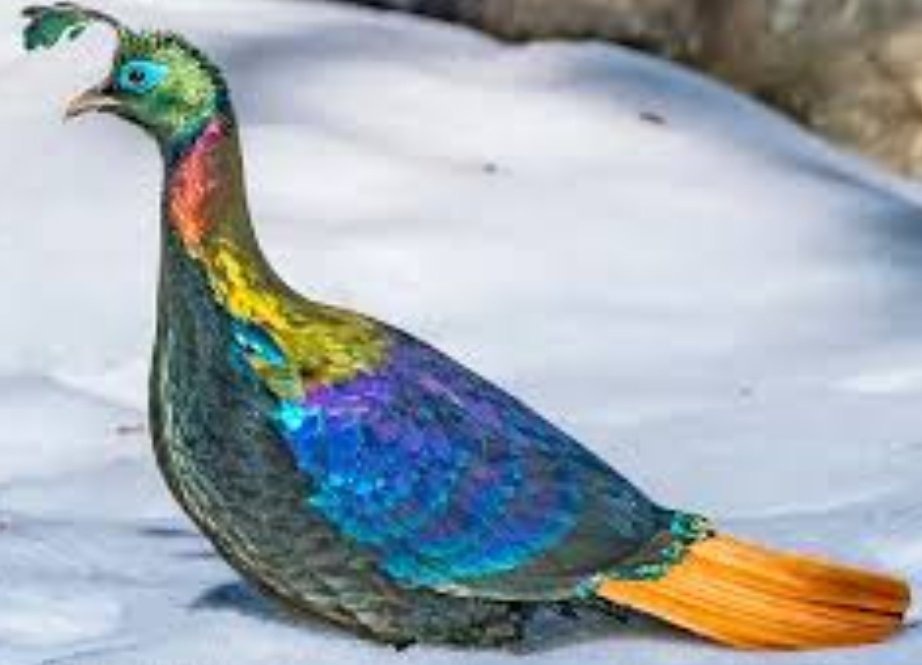 karen_banton's tweet photo. @Tweetisaurus @RobTheodore He started off based on a monal colour wise, but er... then the plates happened, and he ended up a bit hors piste https://t.co/QWpKgmU7HN