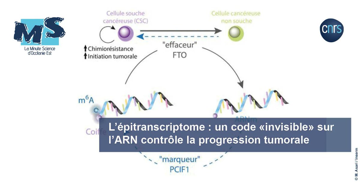 CNRS_OccitaniE's tweet image. 🧬 #MinuteScience | La progression tumorale est désormais étudiée à travers les modifications chimiques, appelées "marques épigénétiques", lorsqu'elles sont présentes sur des ARN messagers. 

➡️  buff.ly/3VUqCCv 
 
#IGF @lirmm_ #IRMB