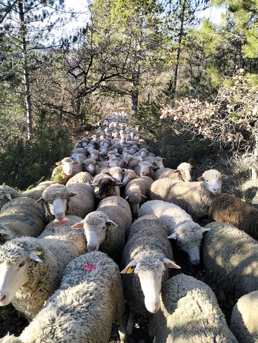 En colline avec le troupeau !! 
#picoftheday #photo #photooftheday #nature