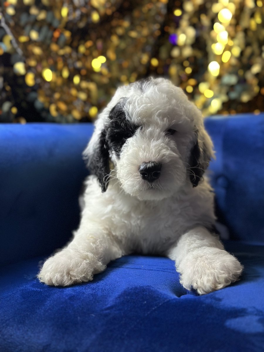 KerrBear on Twitter "RT Kaylan_TX On my way to pick up my son’s Christmas present right now