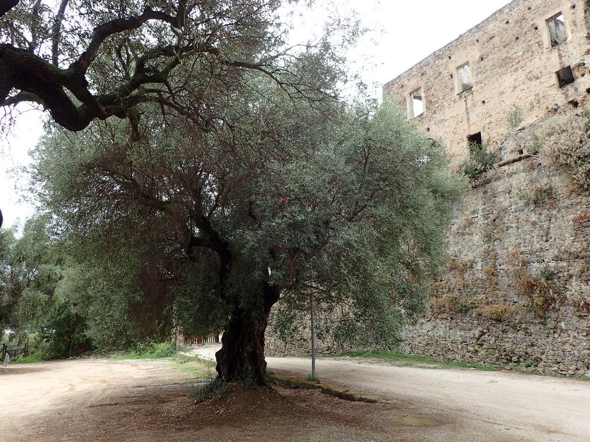 Il Castello Angioino Aragonese - Città di Agropoli #thicktrunktuesday #olivetree #tree #olivo #olive #italien #italia #italy #south #southitaly #sud #süd #castle #agropoli #castello #burg #tree #baum