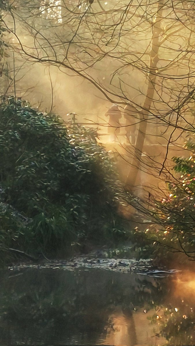Davidnature22's tweet photo. Yeovil Country Park on a cold frozen misty January day. #yeovilcountrypark #woodland #mist #outdoors #winter #winterpics #wintershots #countryside #scenery #landscape #Landscapes https://t.co/TPo12nx5Lx