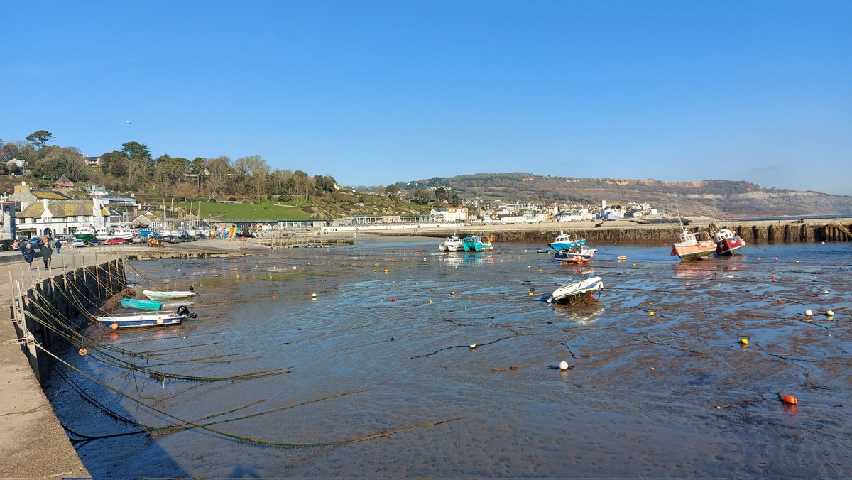 Lovely Winter 🌞 Lyme Regis #Dorset 2 Purple Sandpiper 💜 3 Rock Pipit, 10 Turnstone, 3 Ringed Plover, at least 3 Grey Wagtail, male Bullfinch, Mistle Thrush, tits, Gulls, Corvids @DorsetBirdClub @SightingDOR @VisitWestDorset @DorsetCPRE @GreenDorset @DorsetAONB @DorsetCoast