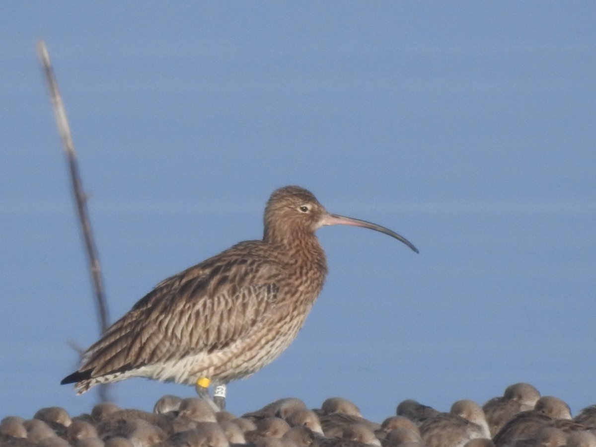Matt Plenty (@mattplenty) on Twitter photo Curlew were close enough to read colour rings today at Littleton. This is a 'Head Start' bird (HS53) from the <a href="/WWTSlimbridge/">WWT Slimbridge</a> breeding project doing thankfully doing well on wintering grounds <a href="/CurlewAction/">Curlew Action</a> Curlew were close enough to read colour rings today at Littleton. This is a 'Head Start' bird (HS53) from the <a href="/WWTSlimbridge/">WWT Slimbridge</a> breeding project doing thankfully doing well on wintering grounds <a href="/CurlewAction/">Curlew Action</a>