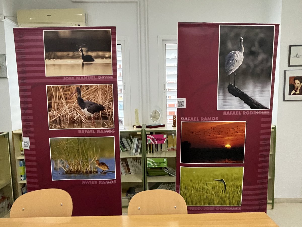 biogeodani's tweet photo. @programaaldea En el IES Marismas de Los Palacios yo dirijo el proyecto #EducAves, al que se ha apuntado casi el 10% del alumnado. Y para conmemorar el próximo Día Mundial de los Humedales hemos montado en la biblioteca una exposición fotográfica sobre el Brazo del Este, cedida por @MedioAmbAND https://t.co/0oYi7QvNBX
