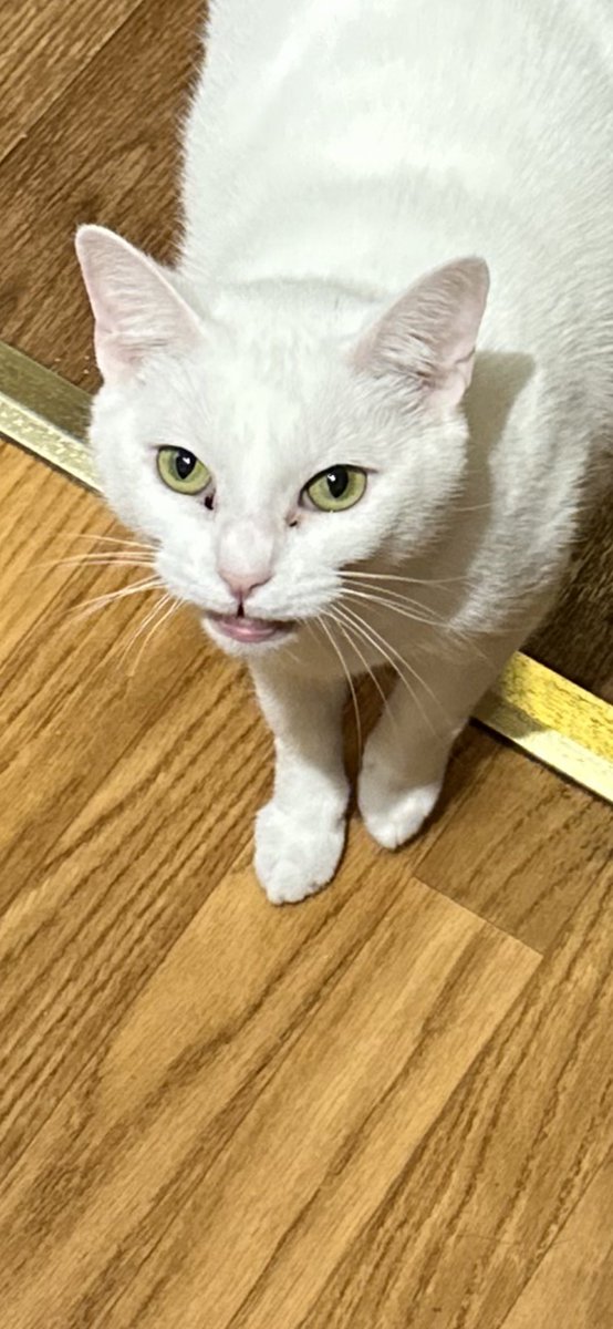 Blanca and Drusilla tweet media