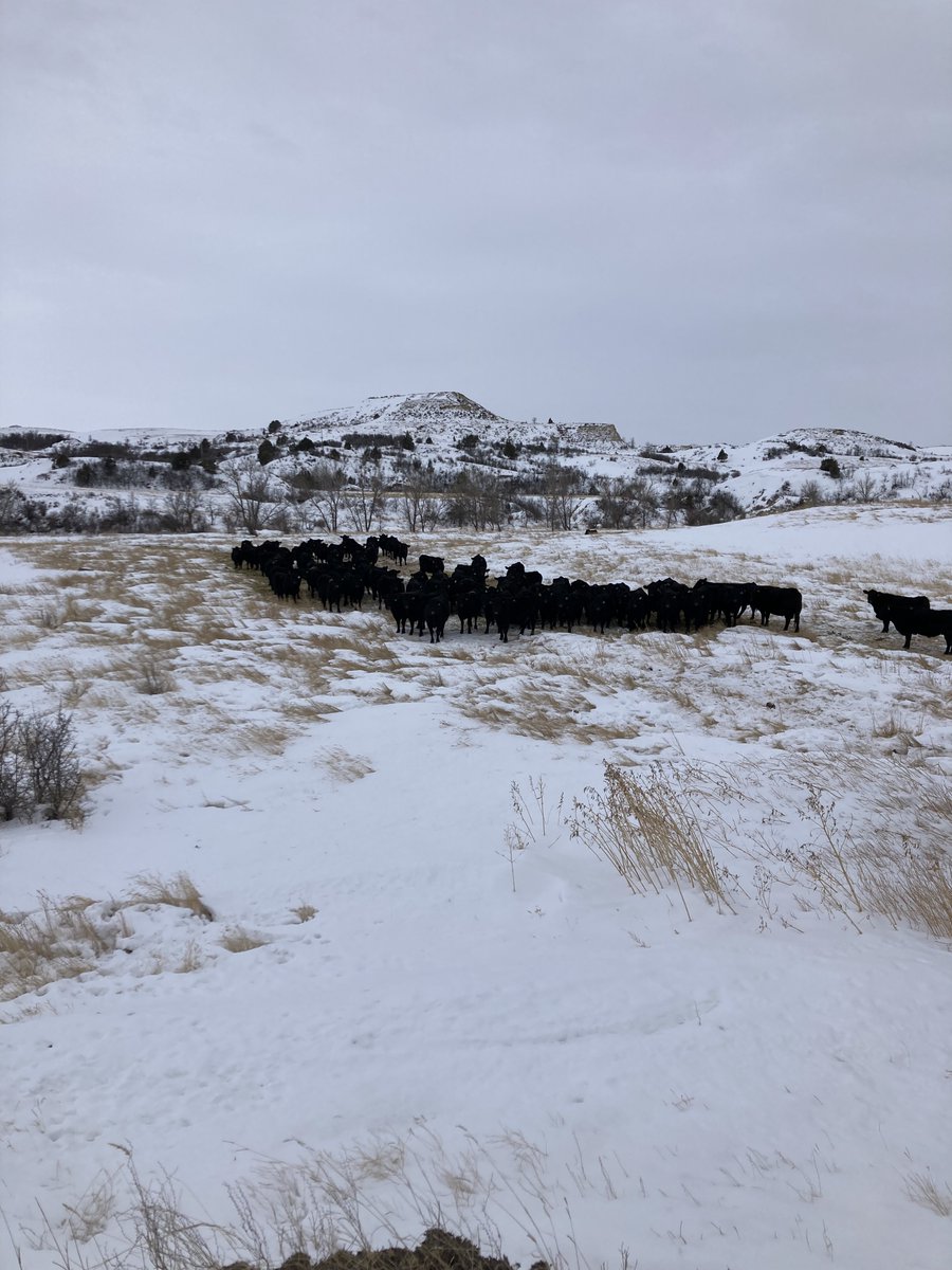 aj_NDrancher's tweet photo. Little bit of weather coming in.
Feed ground.
North Dakota Badlands. 🇺🇸 https://t.co/5zEqZrYuUU