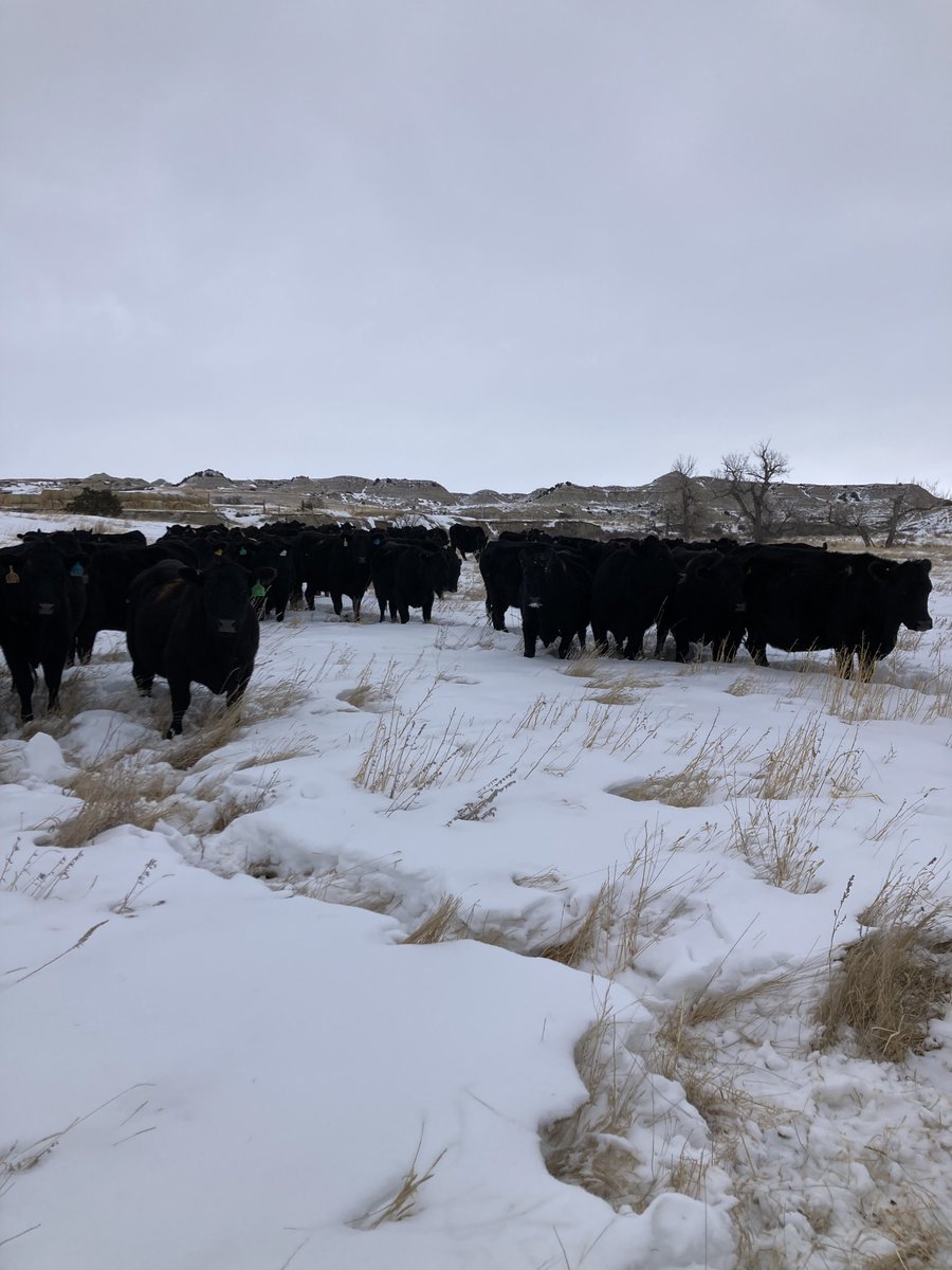 aj_NDrancher's tweet photo. Little bit of weather coming in.
Feed ground.
North Dakota Badlands. 🇺🇸 https://t.co/5zEqZrYuUU