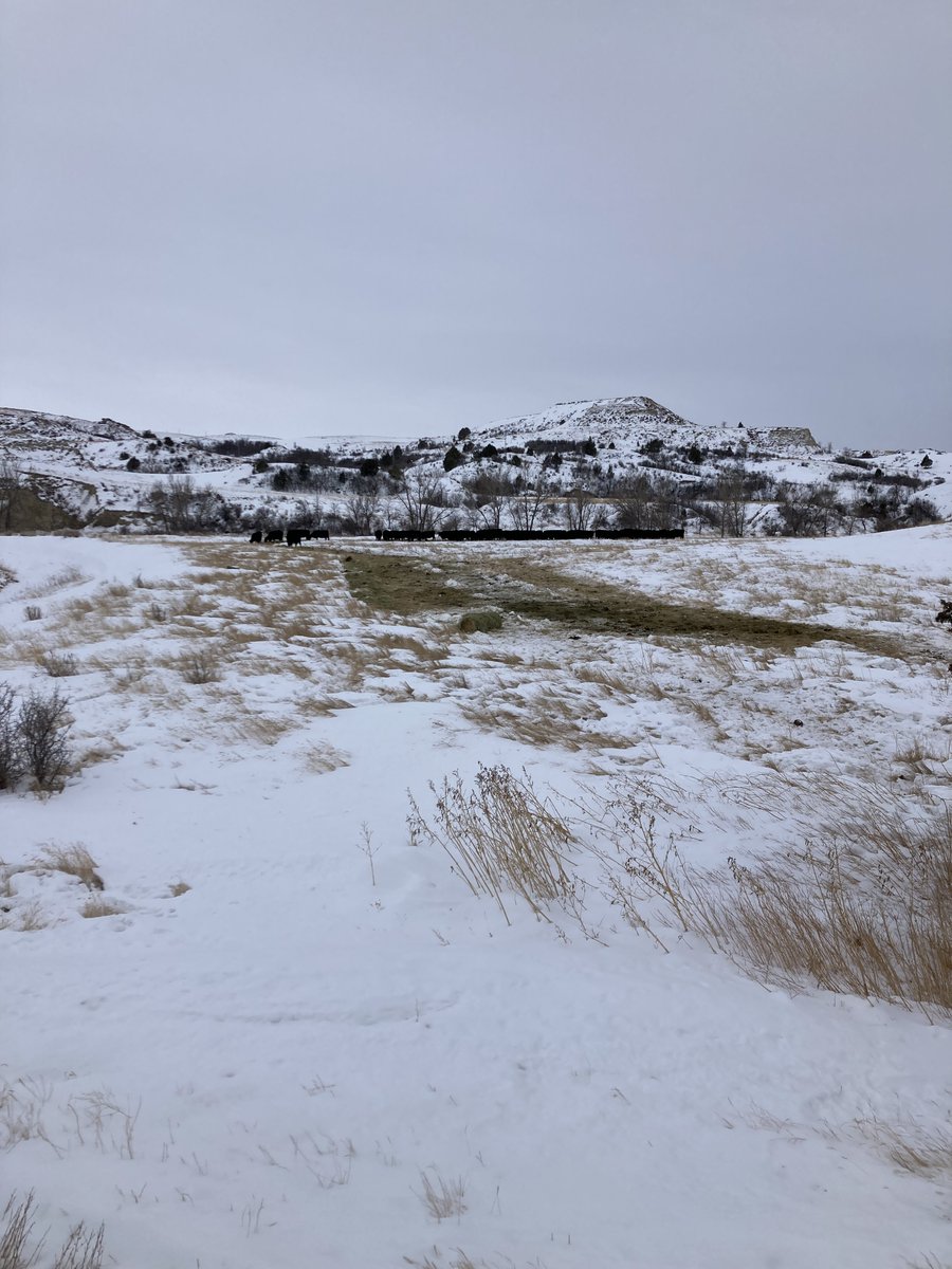 aj_NDrancher's tweet photo. Little bit of weather coming in.
Feed ground.
North Dakota Badlands. 🇺🇸 https://t.co/5zEqZrYuUU