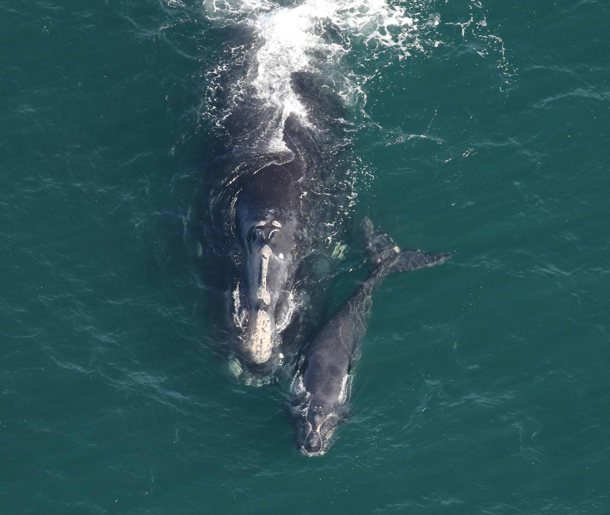 The 11th mom/calf pair of the season: "Pediddle" + her new calf!

Pediddle was seen with her ninth known calf. She now has the honor of sharing the longest calving history with two other #NorthAtlanticRightWhales!

More: bit.ly/3VFLqOY

📸:<a href="/CMAquarium/">Clearwater Aquarium</a>; NOAA permit #20556