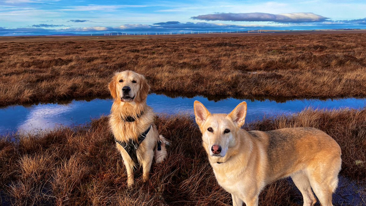 I’ll be leaving @ERI_UHI soon for pastures new. Downloading data from loggers on #MunsaryPeatlands was my first day of fieldwork when I joined back in 2016 so a revisit today felt very apropos. Many happy 🌤 (& some miserable ⛈) days spent on this bog with @peatSAR.