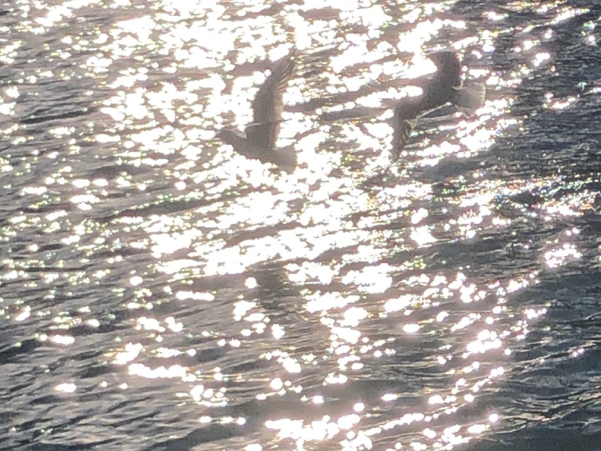 zeLaure_'s tweet image. E n #Lumière 
T eintée d’un #Blanc ✨#Pur 
R ayonnant 
E n #Pulsion ✨#Électronique 

D e l’#Amour de la ✨#Crèation 
I nspirant #Harmonie ✨et #Perfection 
V olonté #Divine 
I mmaculée de ✨#Beauté #Éternelle 
N ageant ✨#TripleFlamme 
📷✨
#Univers #PlanDivin #Ascension #Love