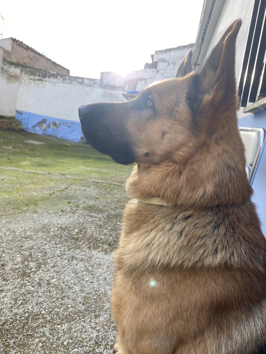 Luusilu's tweet photo. Te amo 😽 🐕 https://t.co/7sYBfwOtKp