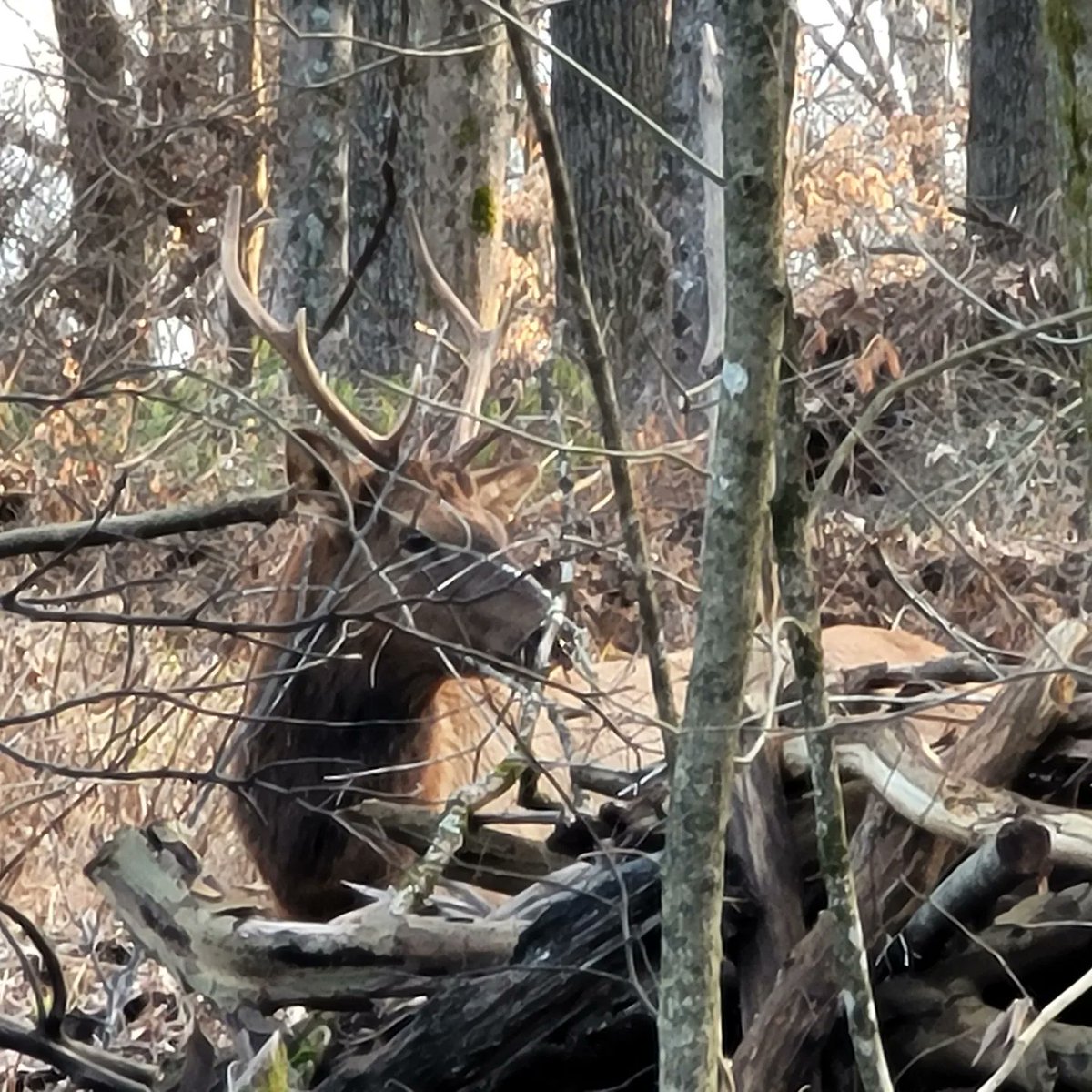 CrouseOutside's tweet photo. Saw him again. Now it appears there are 2 young bulls in the area as someone else posted pics of a different elk in the same area. Love seeing him (them) and hope they stay off the busy roads https://t.co/xGxQJRtoXJ