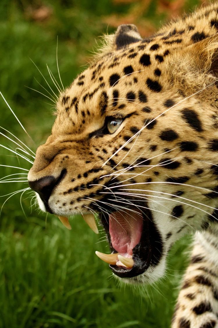 💙💛🐆🐆🐆🐆🥳🥳😍😁🫶🎉🤩
#LeopardsForUkraine