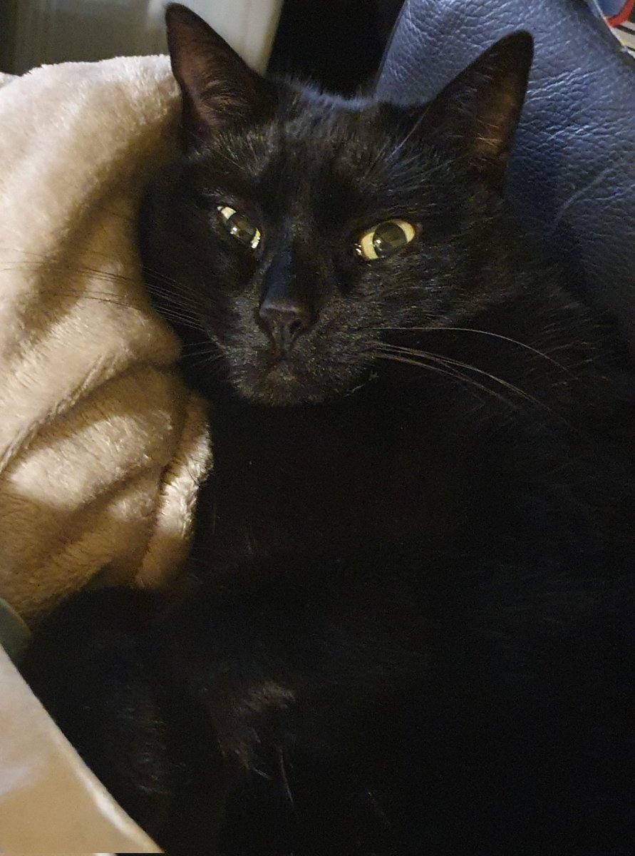 Ckmnstr29's tweet photo. *stares in hungry kitty mode* https://t.co/JcdP7IelvB