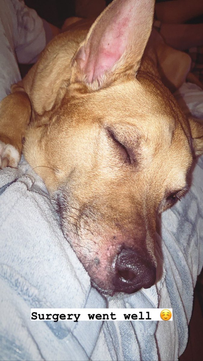 Surgery went well for Ekko! ☺️ they didn’t have to extract a tooth, will be getting results if his tumor is benign or not. So fingers crossed 🤞🏼