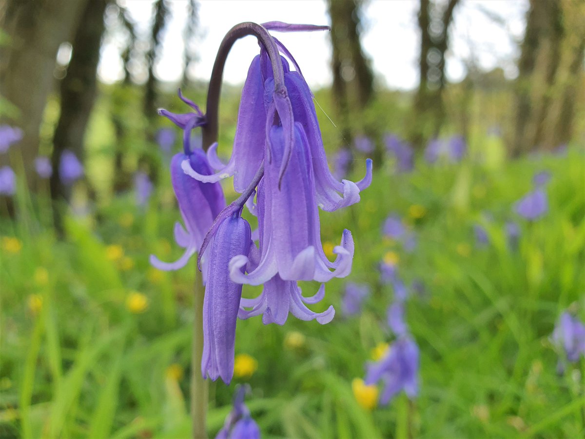 Jacquelyn Allen-Collinson 🏞️🌼🇪🇺🎸 (@hartresearch) on Twitter photo 💙🌿🤍Looking forward to #TuesdayBlue-bells (but never wishing time away) and sending gentle #Tuesday #TuesdayBlessings to all the #WildFlower #flower folk 💙🌿💜<a href="/sjholt50/">Stephanie Holt🦊</a> <a href="/VenetiaJane/">VenetiaJane's Garden</a> <a href="/LisaMSutch/">Lisa Sutch</a> @HLO_WKT79 <a href="/DavidMariposa1/">David</a> <a href="/christinedemar/">🌱Christine DeMarco</a> <a href="/chernorris/">Cher Norris❤️🇺🇸🌻</a> <a href="/Rubyslippers82/">Ruby Slippers</a> 💜🌿 💙🌿🤍Looking forward to #TuesdayBlue-bells (but never wishing time away) and sending gentle #Tuesday #TuesdayBlessings to all the #WildFlower #flower folk 💙🌿💜<a href="/sjholt50/">Stephanie Holt🦊</a> <a href="/VenetiaJane/">VenetiaJane's Garden</a> <a href="/LisaMSutch/">Lisa Sutch</a> @HLO_WKT79 <a href="/DavidMariposa1/">David</a> <a href="/christinedemar/">🌱Christine DeMarco</a> <a href="/chernorris/">Cher Norris❤️🇺🇸🌻</a> <a href="/Rubyslippers82/">Ruby Slippers</a> 💜🌿