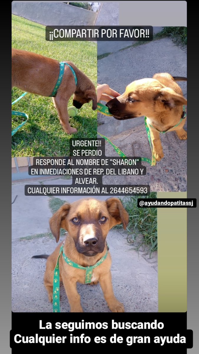 MontoriAron's tweet photo. Por favooorrr denme una mano a encontrarla 💫 https://t.co/FFttcK47Lg