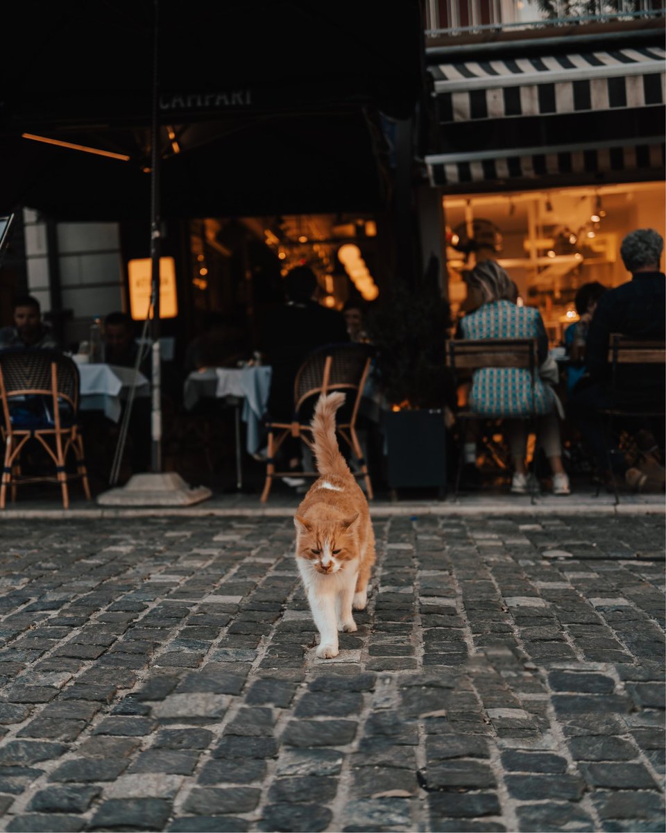 annvisuals's tweet photo. Stray cat in Athens https://t.co/a9kgHP027x