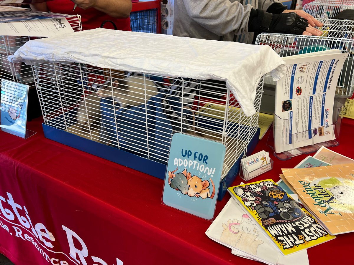 All of the adoptable rats at our adoption event this past weekend found their forever homes! We had 9 rats adopted, in four groups. 💕🐀