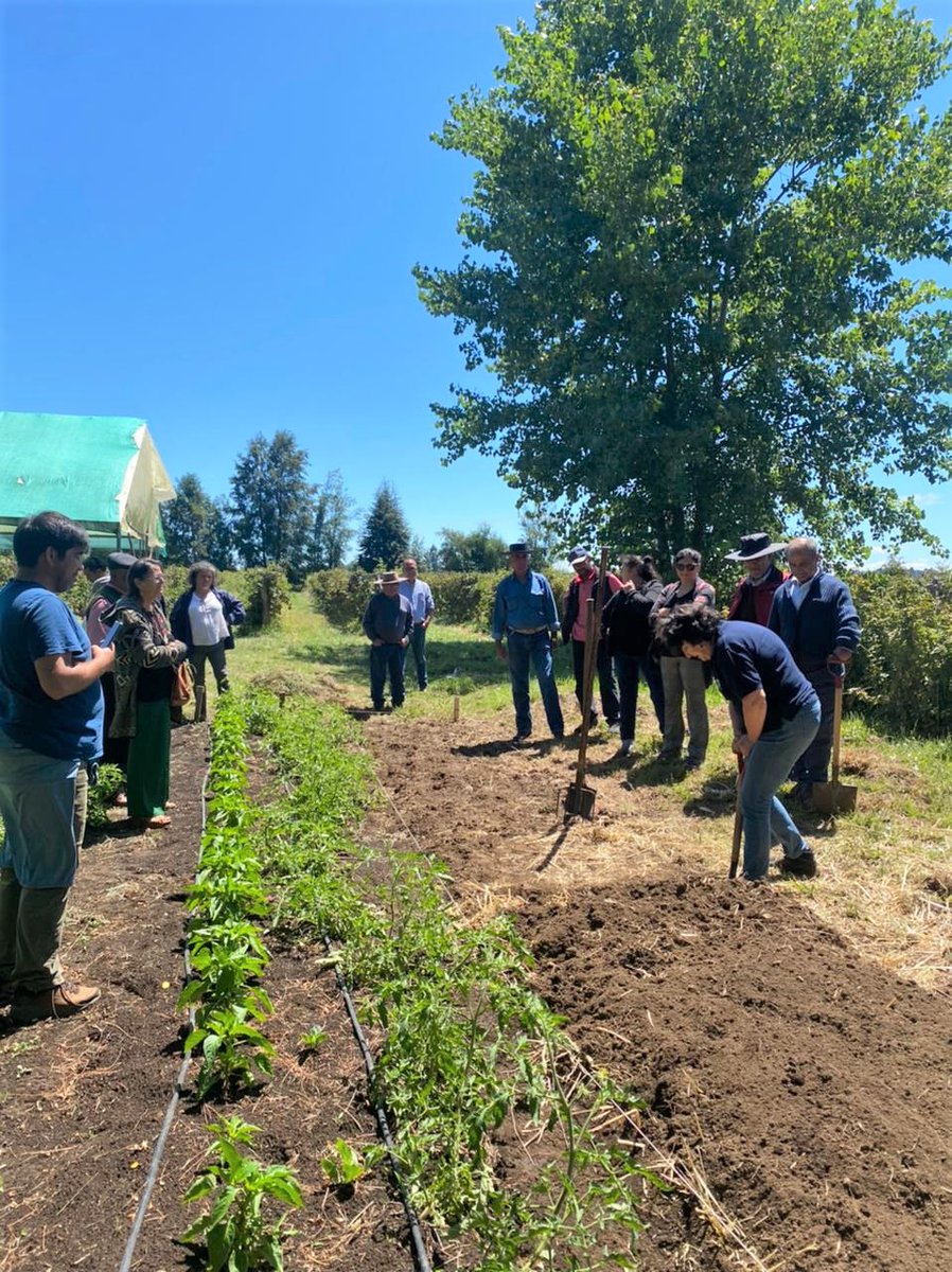 INIAQuilamapu's tweet photo. Un grupo de agricultores de San Fabián de Alico, en proceso de reconversión de rubros tradicionales a la producción hortícola, visitó el Faro Agroecológico de @iniachile en Chillán, donde participó de talleres y recorrido por las rotaciones de cultivos y berries de exportación. https://t.co/VYiznQUjuL