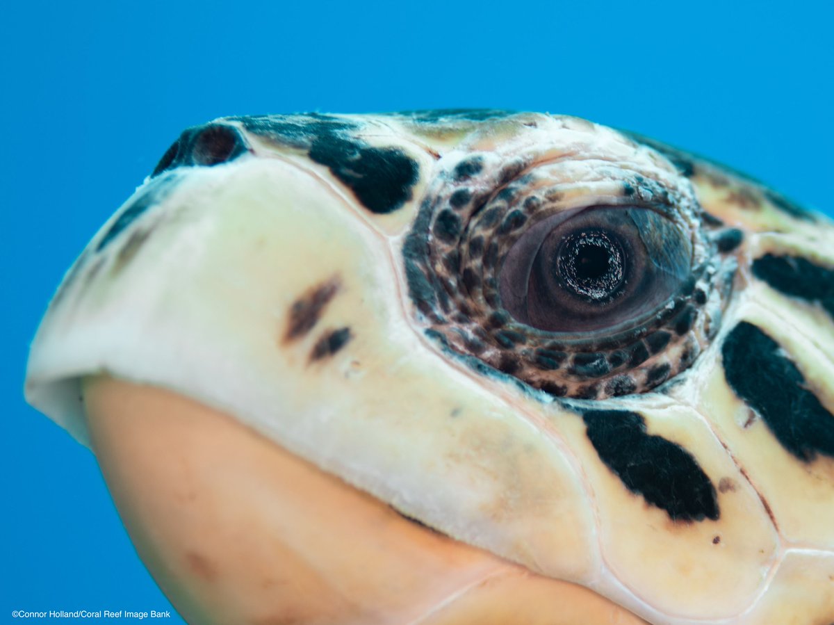 Did you know? 🐢 Sea turtles can drink salt water by excreting the extra salt through “salt glands” behind their eyes. 👀 So, if they seem like they're crying, don’t worry—they're just getting rid of that extra salt! 🌊 #TurtleTuesday

ow.ly/SxYJ50Gq5Kj