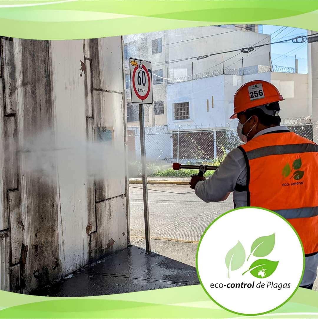 _TristramShandy's tweet image. ¿Ya conocen a @Eco_ControlMx ? Cuentan con servicios de Control de plagas para Parques, Jardines, Banquetas y Puentes.

Lláma o envía un WhatsApp al número: 222 705 0954.

#EcoControlDePlagas #EcoControl