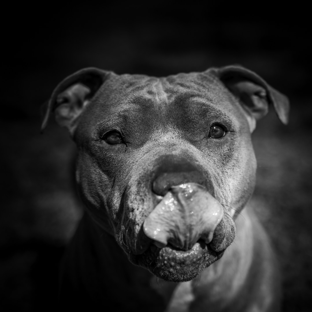 Bobby
#dog #pitbull #blacknwhite #blackandwhitephotography #sigmalens #portrait #dogportraits #life #happiness