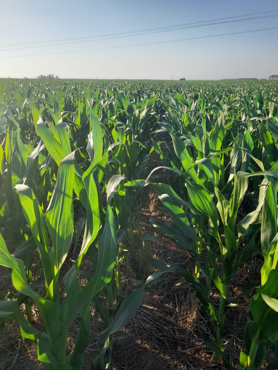 #MaizTardio de socio @AapresidFangio que viene después de #Vicia. Ruta 88. Excelente estado, sin herbicidas y con menos fertilizante. #Sustentabilidad,<a href="/CS_Divulgacion/">Cultivos de Servicios</a> <a href="/aapresid/">Aapresid</a> #JuntosSabemosMas