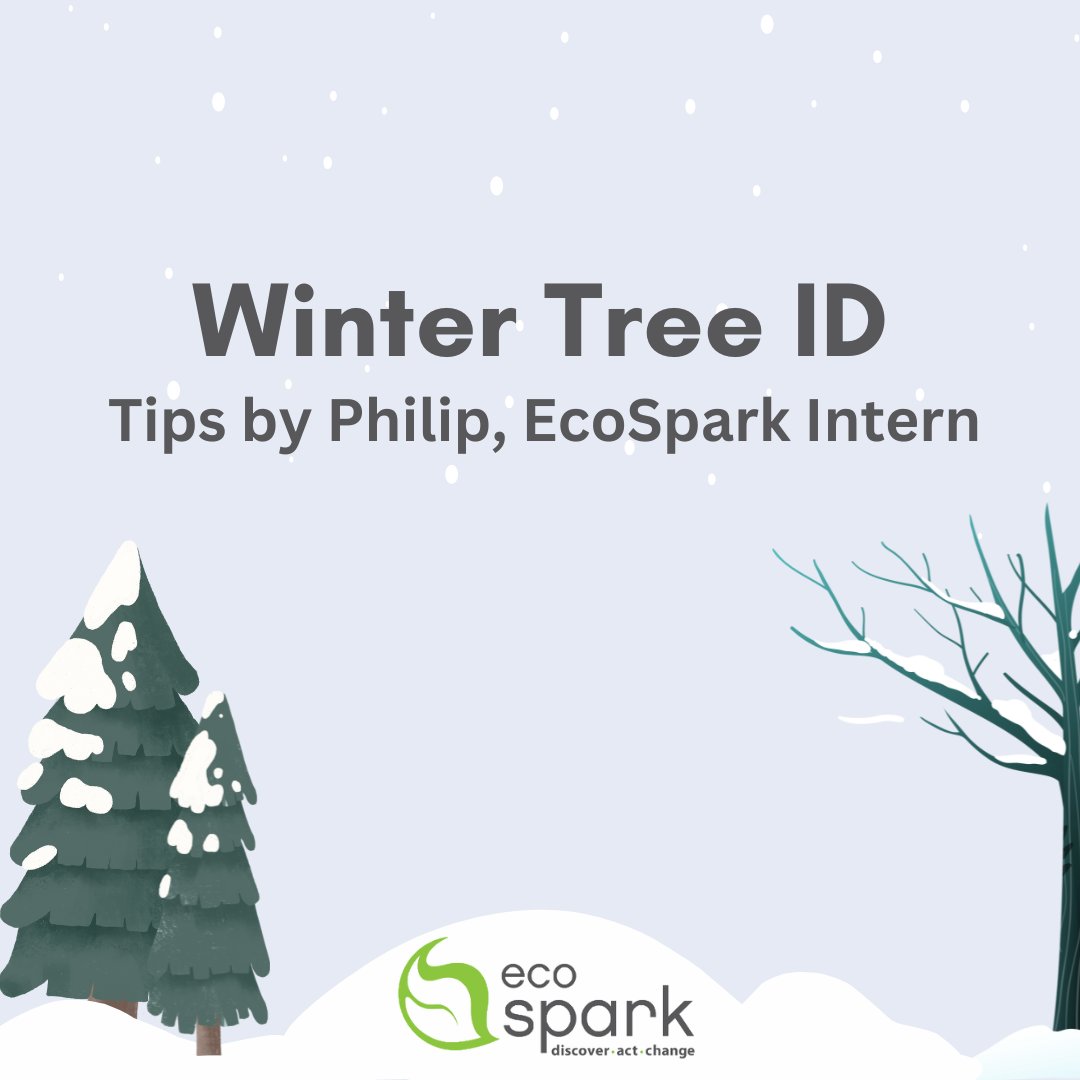 EcoSpark_Env's tweet photo. 🌲Here in Ontario, much of our land is covered in trees year-round. In fact, 66% of the province’s land mass is forest.
🌳This series will share tips for identifying trees during the winter months!
#winter #getoutside #treeid #wintertreeID #winterfun https://t.co/3leIK1bpCw