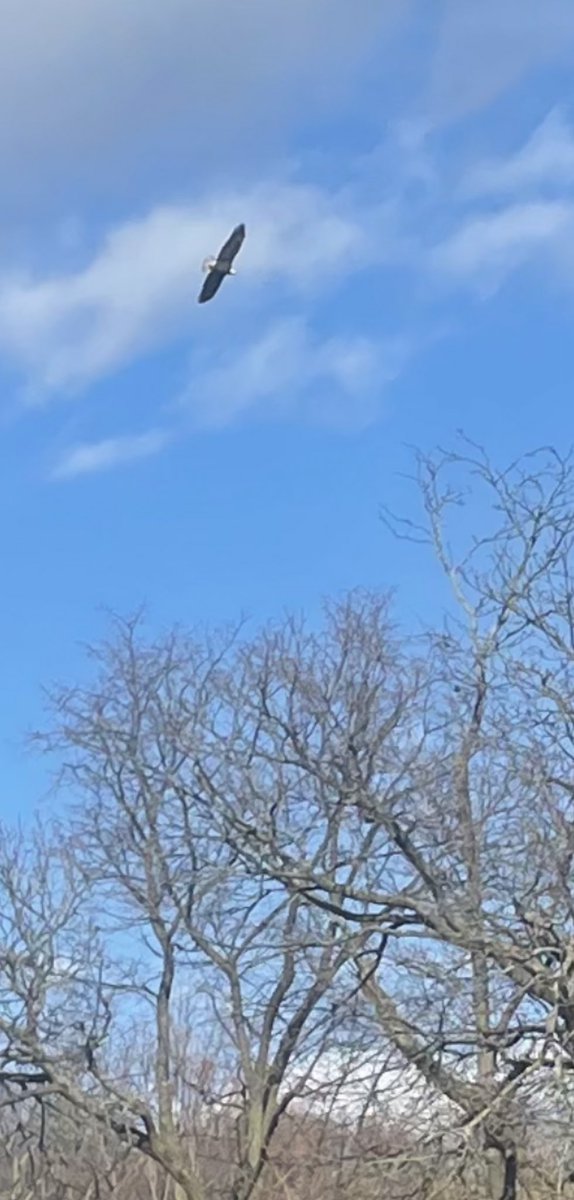 Bald eagle on the hunt over Prospect Park. Not as agile as the hawks. #prospectpark #birdphotography #brooklynbirds