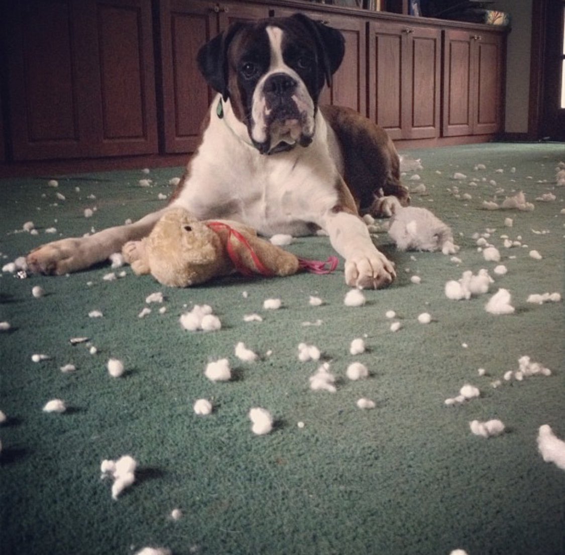k__pabs's tweet photo. My heart is broken into a million pieces. You gave me 13 great years biggie. You showed me what love really was. https://t.co/13VPBIbGwy