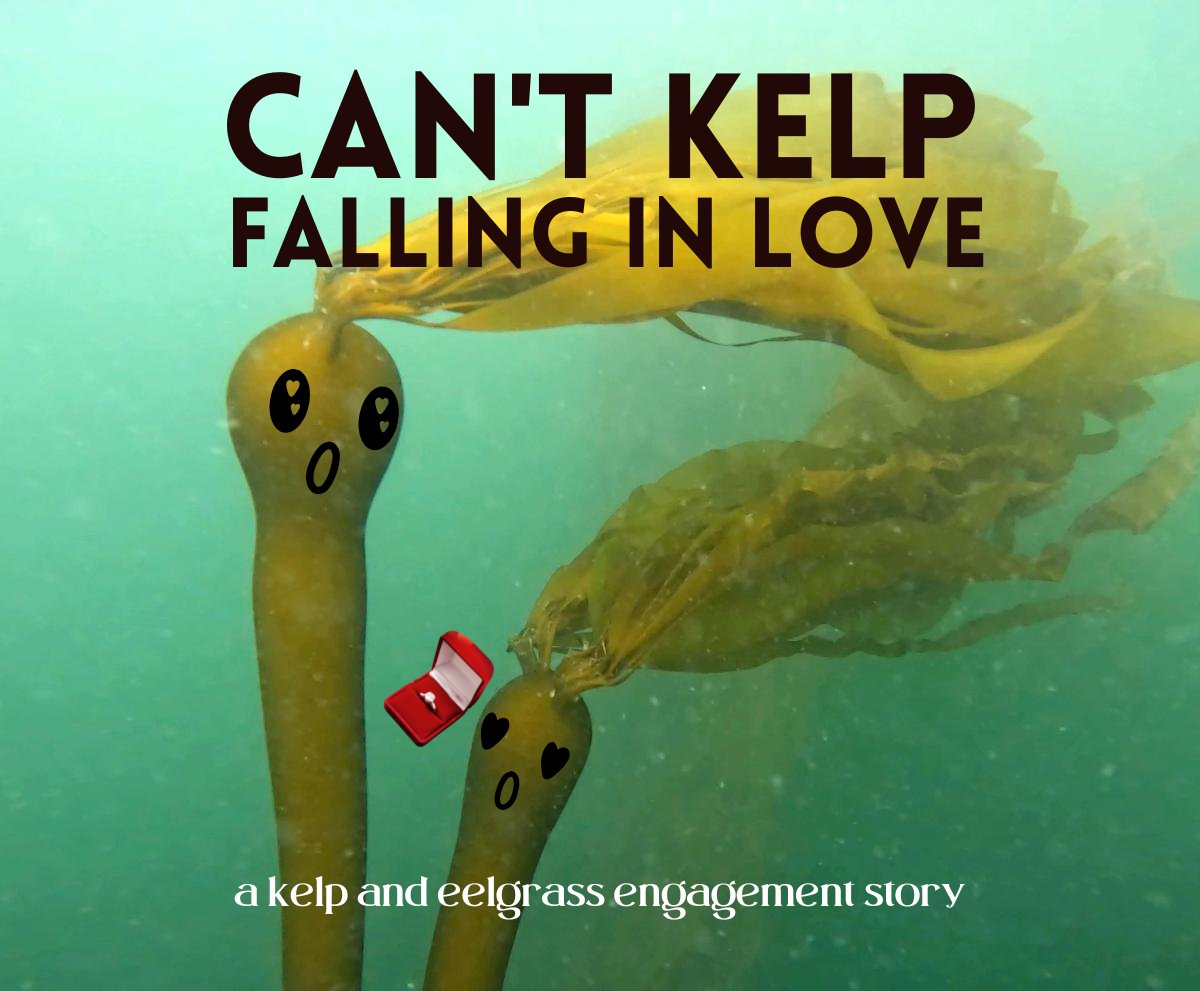 Turns out this was not what our marine ecologists meant by 'promote our kelp and eelgrass engagement plan' :(