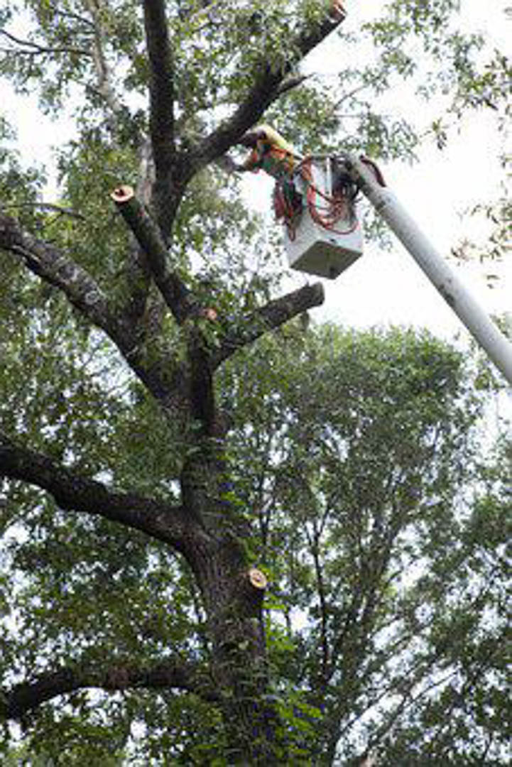 ColoresTree's tweet image. Colores Tree Services offers the best Tree Trimming services compared to our competitors in the Aromas area. Visit my website to learn more information! #TreeCleaning bit.ly/3NxbGqN