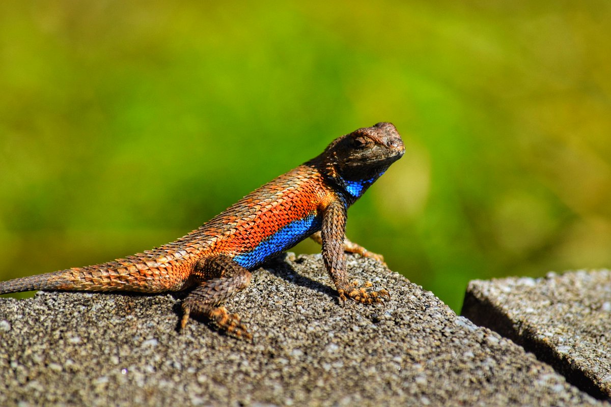 photog_tipps's tweet photo. @sykesjeff The eastern fence lizard is a medium-sized species of lizard in the family Phrynosomatidae. The species is found along forest edges, rock piles, and rotting logs or stumps in the eastern United States. #easternfencelizard https://t.co/LejcJ9Psv6