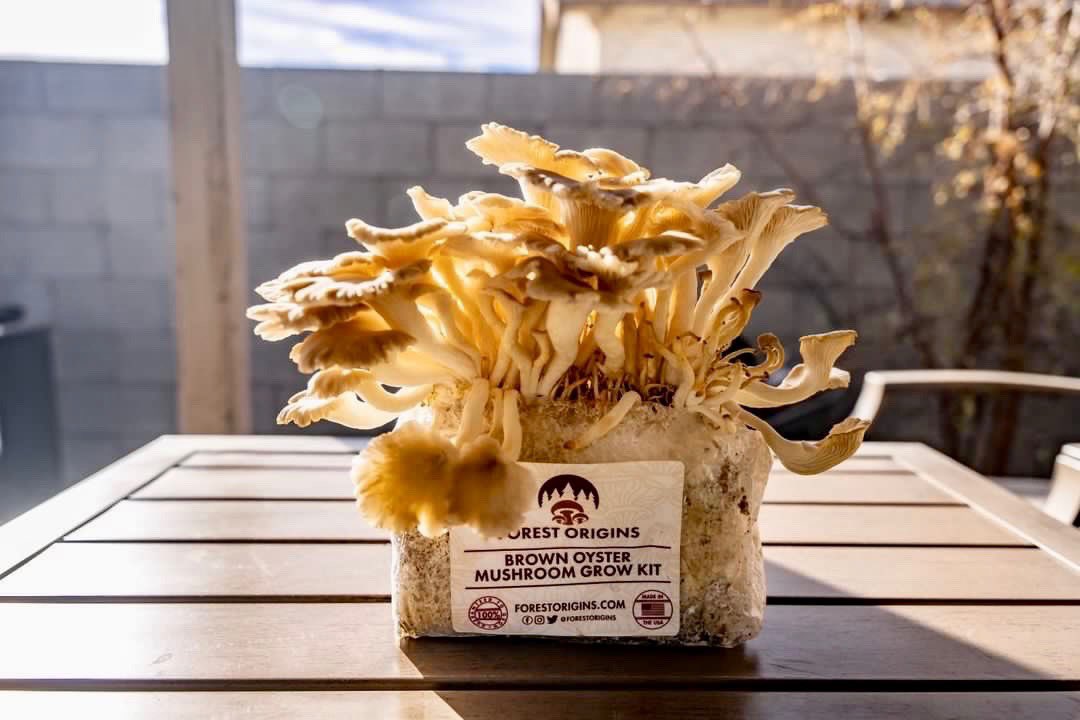 Unique in texture and shape, a delicacy for the adventurous palate.🧑🏽‍🍳🍄

📸: @dangselects 

#brownoyster #brownoystermushrooms #homegrown #urbanfarming #oystermushroom #oystermushrooms #growkit #mushroomgrowkit #fungi #mycology #food #foodie #diy