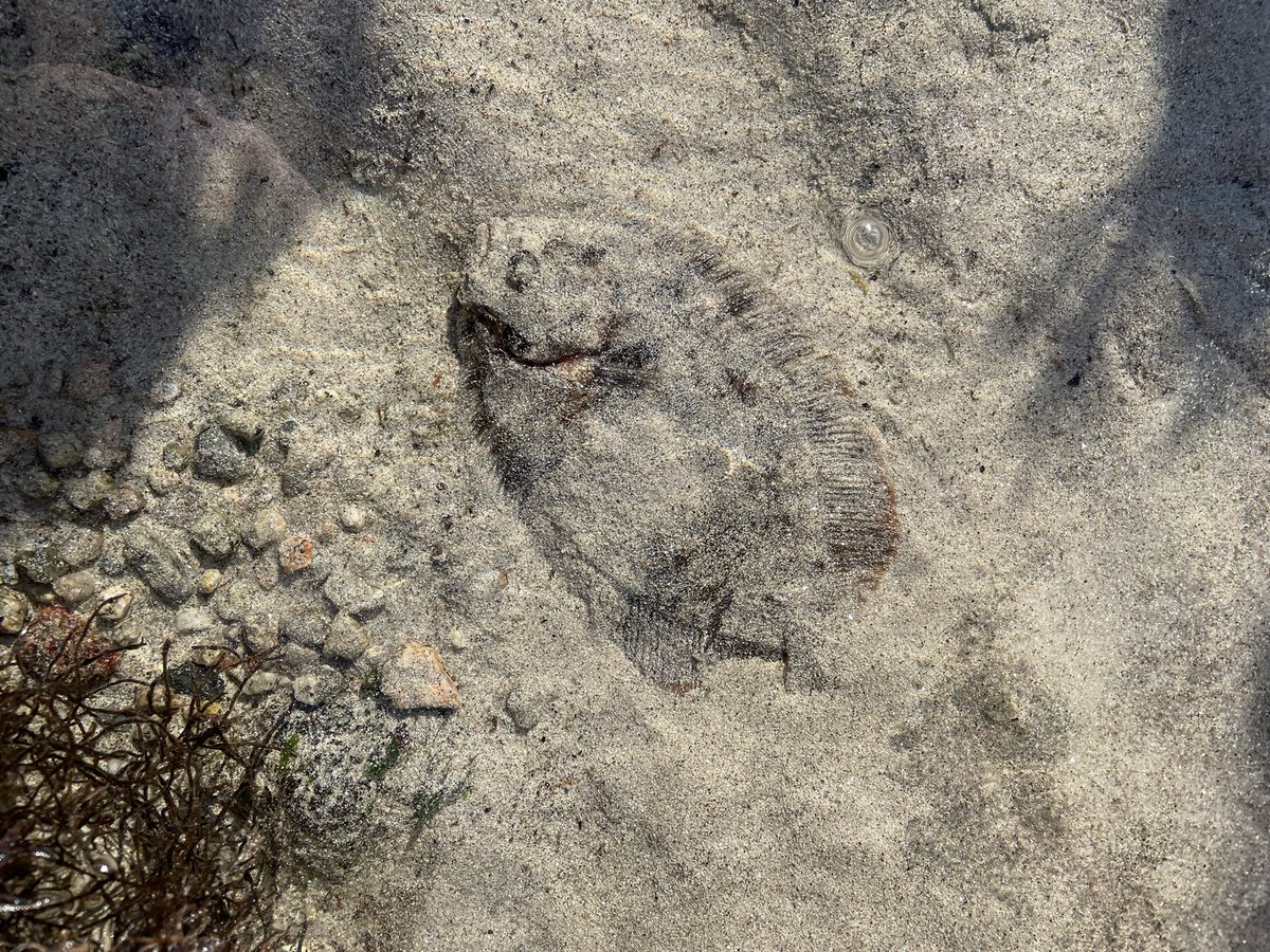 We found a fish out of water today.  It was still alive so put in a shallow pool ready for the tide to come back in.

Think it is a Topknot, my book says found on rocky ground and is left eyed.
