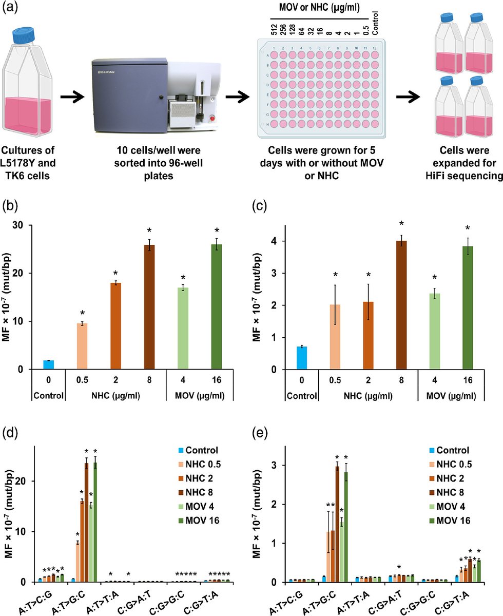 Congratulations to Miranda et al. for their August 2022 EMM Editor's Choice Article "Evaluation of the mutagenic effects of Molnupiravir and N4-hydroxycytidine in bacterial and mammalian cells by HiFi sequencing." #mutagenesis #dnamutation #Covid19 #molnupiravir