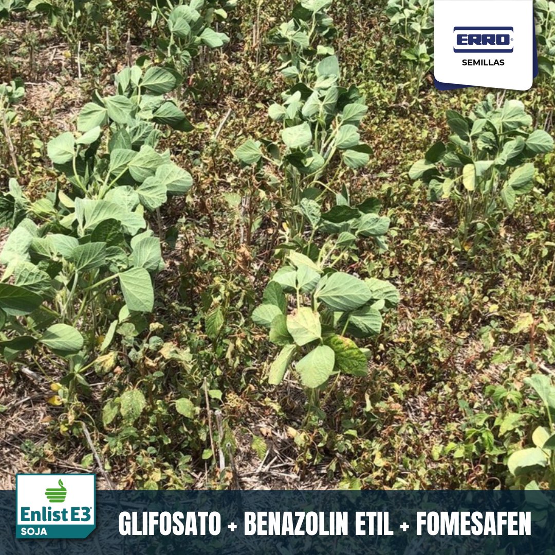 BarracaErro's tweet photo. Ensayo control de malezas 21 días post aplicación. 
👉 4 estrategias herbicidas + testigo(solo glifosato).
📍Loc.: Conchillas, Colonia.
Una vez más se demuestra el excelente control de la tecnología Enlist en una chacra con fuerte presión de Amaranthus y Nabolsa.
#SojasDMEnlist https://t.co/g3tZ87ydRz